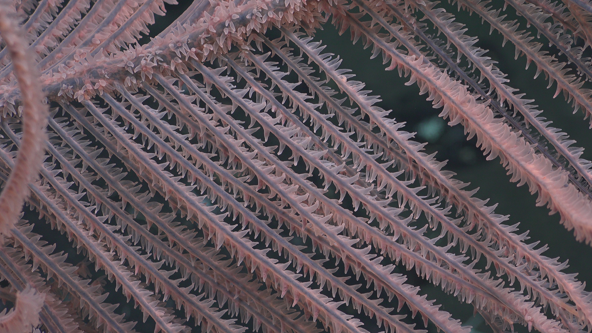 Black coral